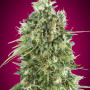 Cannabis seed variety Bubble Gum Feminised Gold