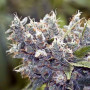 Cannabis seed variety Bubble Gum Feminised Silver