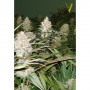 Cannabis seeds BUBBLEGUM+ PRO from Victory Seeds