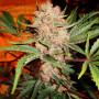 Cannabis seed variety Bubblelicious Feminised Silver