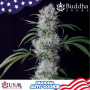 Cannabis seeds AUTO COOKIE® from Buddha Seeds