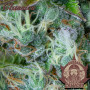 Cannabis seeds AUTO CRITICAL® from Buddha Seeds