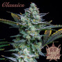 Cannabis seeds AUTO DIESEL® from Buddha Seeds
