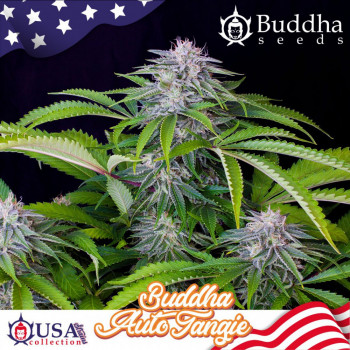 AUTO TANGIE®