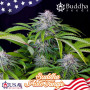 Cannabis seeds AUTO TANGIE® from Buddha Seeds