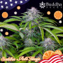 Cannabis seeds AUTO TANGIE® from Buddha Seeds