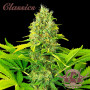 Cannabis seeds AUTO WHITE WIDOW® from Buddha Seeds
