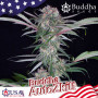 Cannabis seeds AUTO ZKITT® from Buddha Seeds