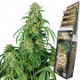 Cannabis seeds CALAMITY JANE AUTO® from Buddha Seeds