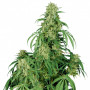 Cannabis seeds CALAMITY JANE AUTO® from Buddha Seeds