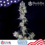 Cannabis seeds COOKIE® feminized from Buddha Seeds