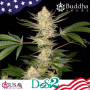 Cannabis seeds DoSi2® feminized from Buddha Seeds