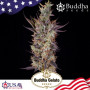 Семена конопли GELATO® feminized от Buddha Seeds