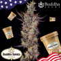 Cannabis seeds  GELATO® feminized from Buddha Seeds