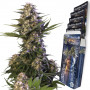Cannabis seeds KRAKEN® feminized from Buddha Seeds