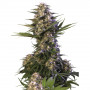 Cannabis seeds KRAKEN® feminized from Buddha Seeds