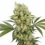 Cannabis seeds MEDIKIT CBD® feminized from Buddha Seeds