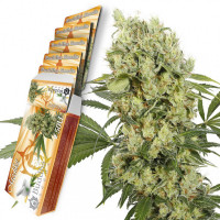 MEDIKIT CBD® feminized