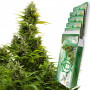 Cannabis seeds MEDIKIT AUTO CBD® from Buddha Seeds
