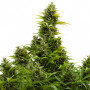 Cannabis seeds MEDIKIT AUTO CBD® from Buddha Seeds