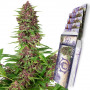 Cannabis seeds PURPLE KUSH® feminized from Buddha Seeds