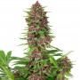 Cannabis seeds PURPLE KUSH® feminized from Buddha Seeds
