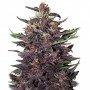 Cannabis seeds PURPLE KUSH AUTO® from Buddha Seeds
