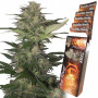 Cannabis seeds RED DWARF AUTO® from Buddha Seeds