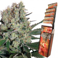 SYRUP AUTO®