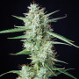 Cannabis seeds SYRUP AUTO® from Buddha Seeds