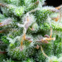 Cannabis seeds SYRUP AUTO® from Buddha Seeds