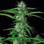 Cannabis seeds  WHITE DWARF AUTO® from Buddha Seeds