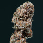Cannabis seeds AUTO AMNESIA® from Buddha Seeds