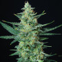 Cannabis seeds VESTA AUTO® from Buddha Seeds