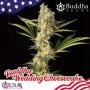 Cannabis seeds  WEDDING CHEESECAKE® feminized from Buddha Seeds