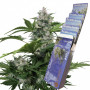 Cannabis seeds  WHITE DWARF AUTO® from Buddha Seeds