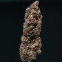 Cannabis seeds AUTO COOKIE® from Buddha Seeds
