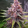 Cannabis seeds Purple LEMONADE FF from Fast Buds
