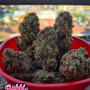 Cannabis seeds Original AUTO BUBBLEGUM from Fast Buds