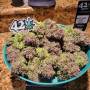 Семена конопли ZTRAWBERRIEZ Auto от Fast Buds