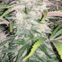 Cannabis seeds CBD Auto 20:1 from Fast Buds