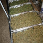 Семена конопли Wedding CHEESECAKE Auto от Fast Buds