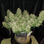 Насіння конопель Original AUTO JACK HERER від Fast Buds