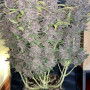 Семена конопли PURPLE LEMONADE Auto от Fast Buds