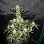 Семена конопли West Coast O.G. Auto от Fast Buds