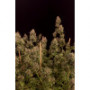 Семена конопли GG4 ™ (Gorilla Glue) от Fast Buds