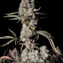 Семена конопли GORILLA Z Auto (GORILLA Zkittlez Auto) от Fast Buds