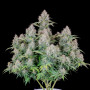 Cannabis seeds Original CINDERELLA Auto from Fast Buds
