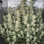 Семена конопли GIRL SCOUT COOKIES Auto от Fast Buds