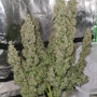 Семена конопли Wedding CHEESECAKE Auto от Fast Buds